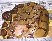 columbian boa pair
