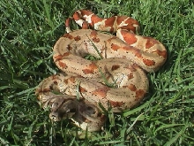Salmon poss.SuperSalmon and 66% het albino