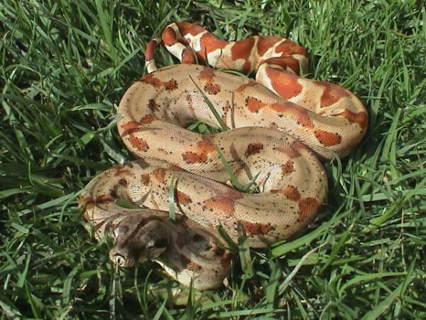 Salmon poss.SuperSalmon and 66% het albino