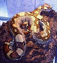 JunglePhase 3rd pic