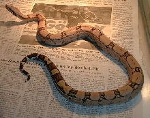 Pastel Male CB 2001