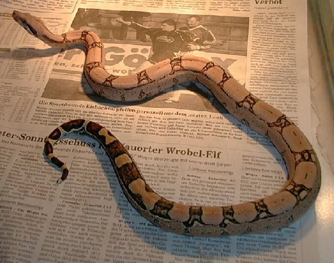 Pastel Male CB 2001