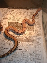 Pastel Male (SuperStriped)