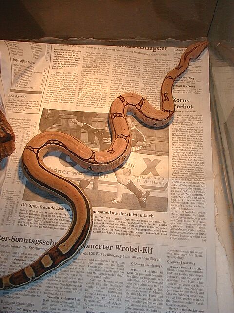 Pastel Male (SuperStriped)