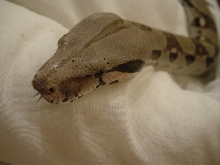 I love my boa