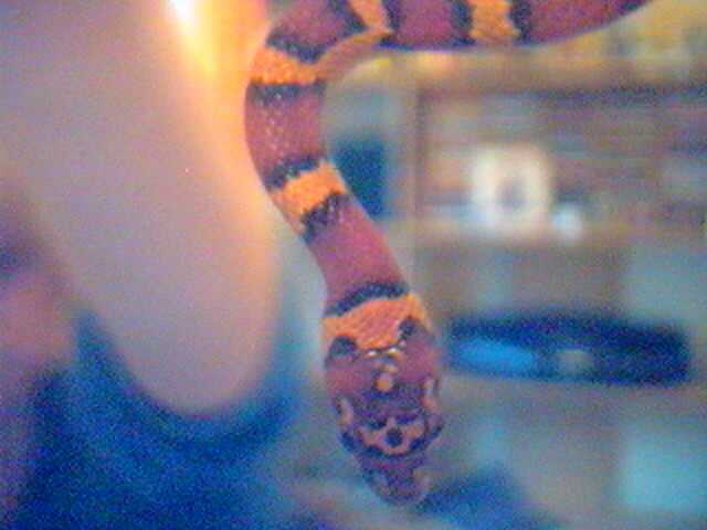 new snake