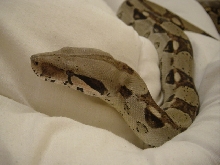 my boa