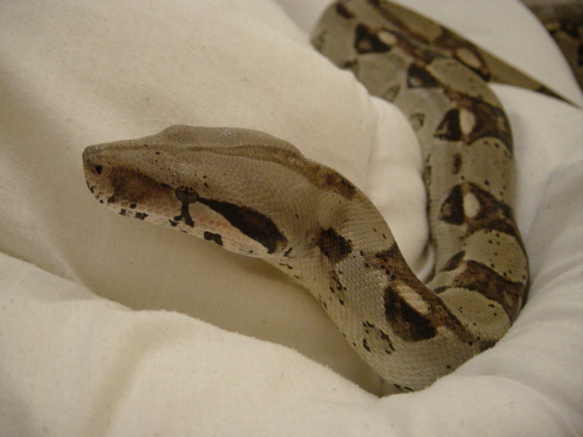 my boa