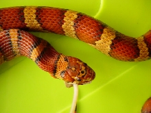 Zoso the velvet corn
