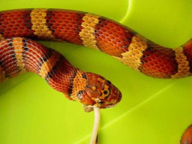 Zoso the velvet corn