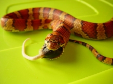 Zoso the velvet corn
