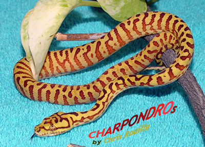Charpondro
