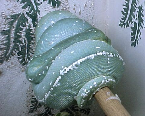 Ovulation