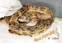 Mosaic Flame Retic