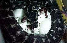 Melanistic WP carpet clutch