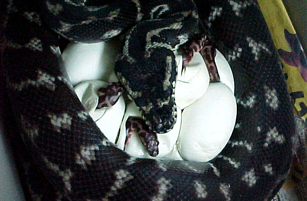 Melanistic WP carpet clutch