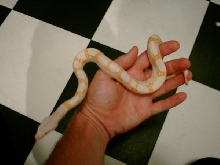 albino 2