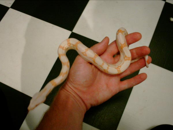 albino 2