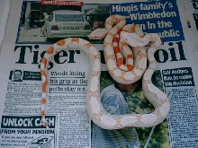 albino 4