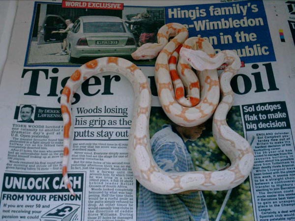albino 4