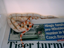 albino 5