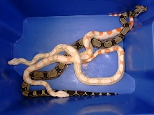 albino 6