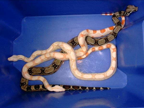 albino 6