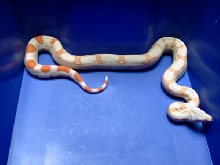 albino 7