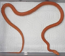 strippedalbinoorange