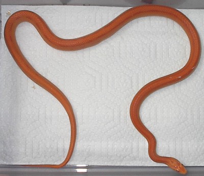 strippedalbinoorange