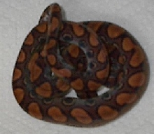 BrazRainbowBoa