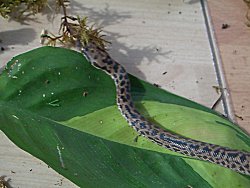 spottedpython