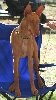 Watchful Hound