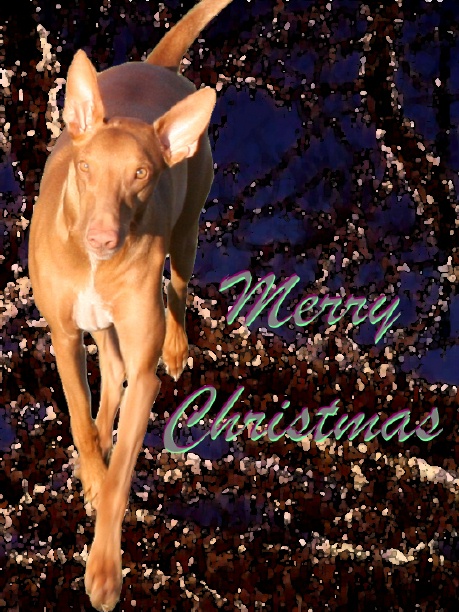 Merry Christmas!