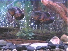 Ozzie & Hoover