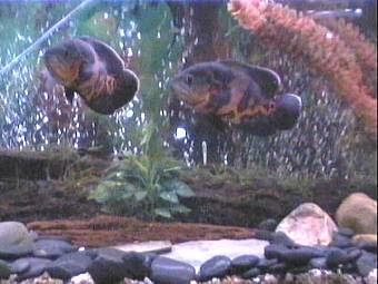 Ozzie & Hoover