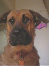 Scooby Doo