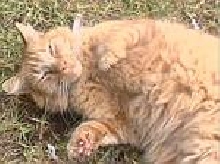 Simba
