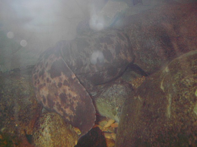 Japanese Giant Salamander