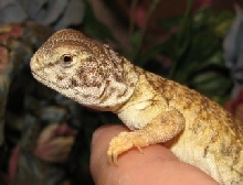 mali uro