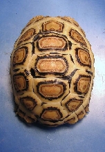08 blonde leopard tortoise