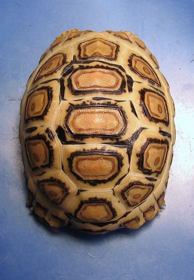 08 blonde leopard tortoise