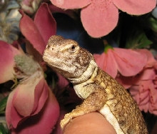 mali uro