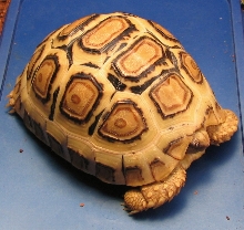 08 blonde leopard tortoise