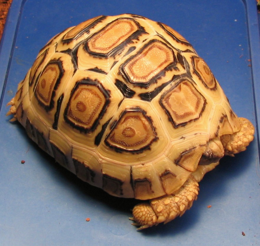 08 blonde leopard tortoise