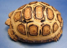 08 blonde leopard tortoise