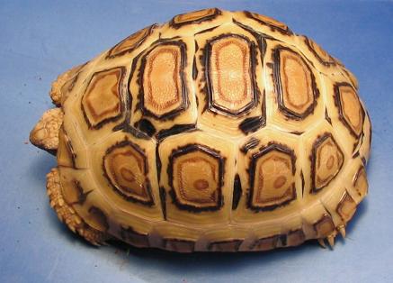 08 blonde leopard tortoise