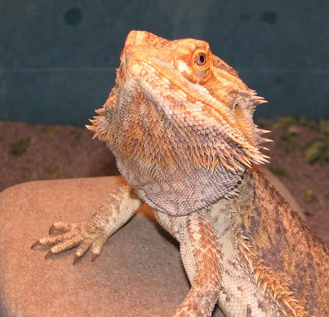R BEARDED DRAGONS LAIR