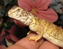 mali uro