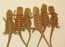 hatched 8-30-08